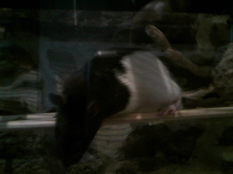 mes ratous!! Ratato10
