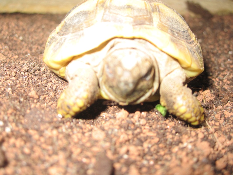 Mes 2 tortues 07810