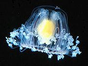 Turritopsis nutricula, la medusa que nunca muere, se propaga rapidamente 180px-10