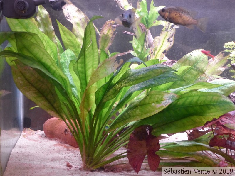 Echinodorus XL Anubias XL et mousse de Java à vendre P1490410