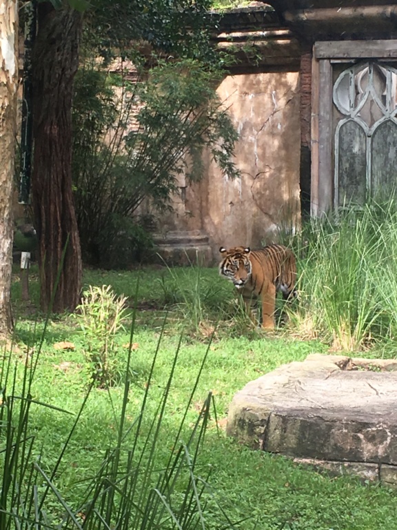 MèreIndigne - Une folie en août 2019 - WDW et DCL - séjour Mére et filles - Page 4 Img_5057