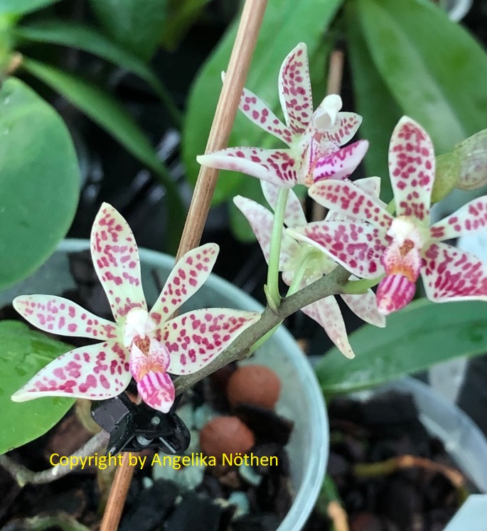 Phalaenopsis finley x mariae - Seite 2 14_07_15