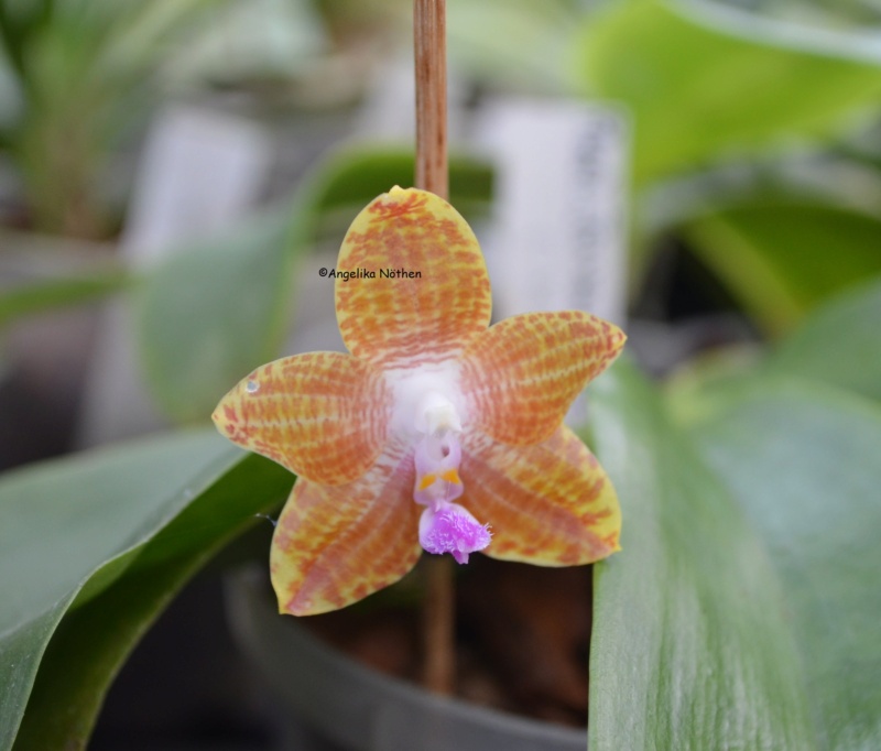 Phalaenopsis amboinensis x javanica (Kenanga) 27_02_18