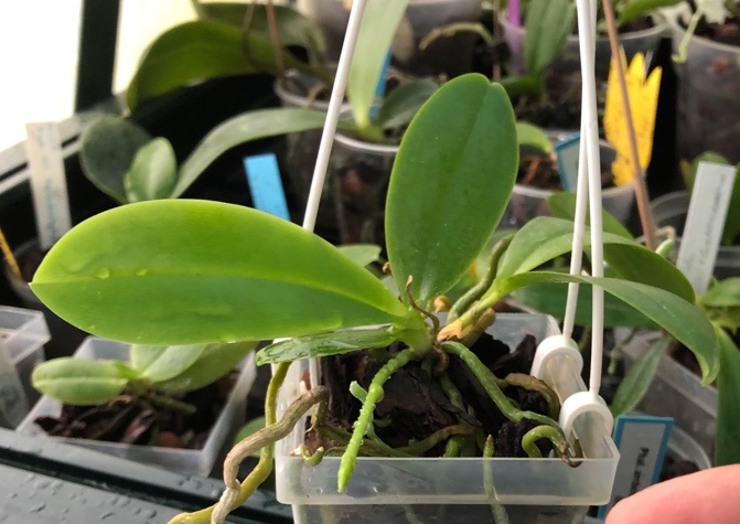 Phalaenopsis tetraspis 'Stripy Surprise' x amabilis 'Palawan' Img_5515