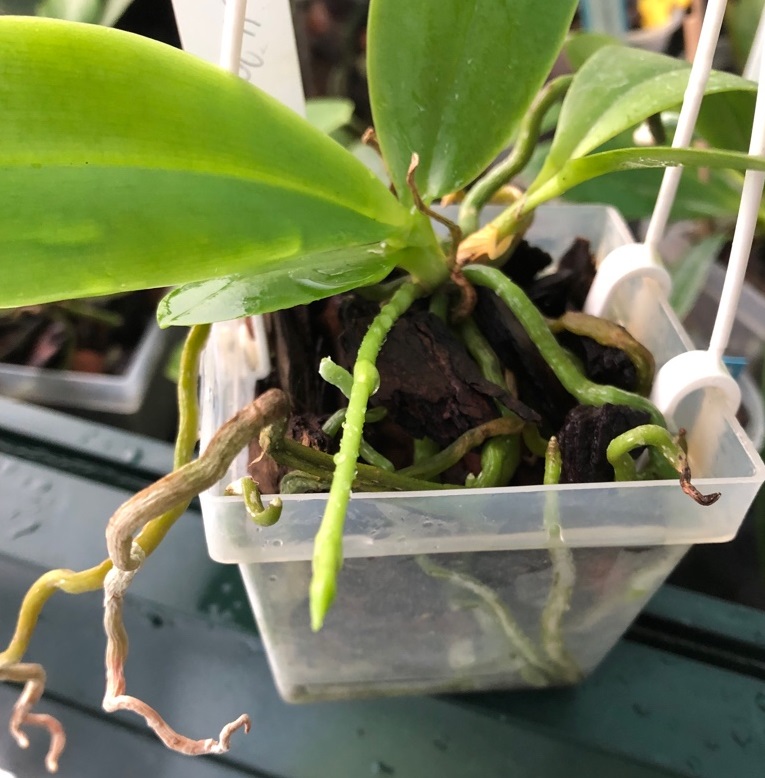 Phalaenopsis tetraspis 'Stripy Surprise' x amabilis 'Palawan' Img_5516
