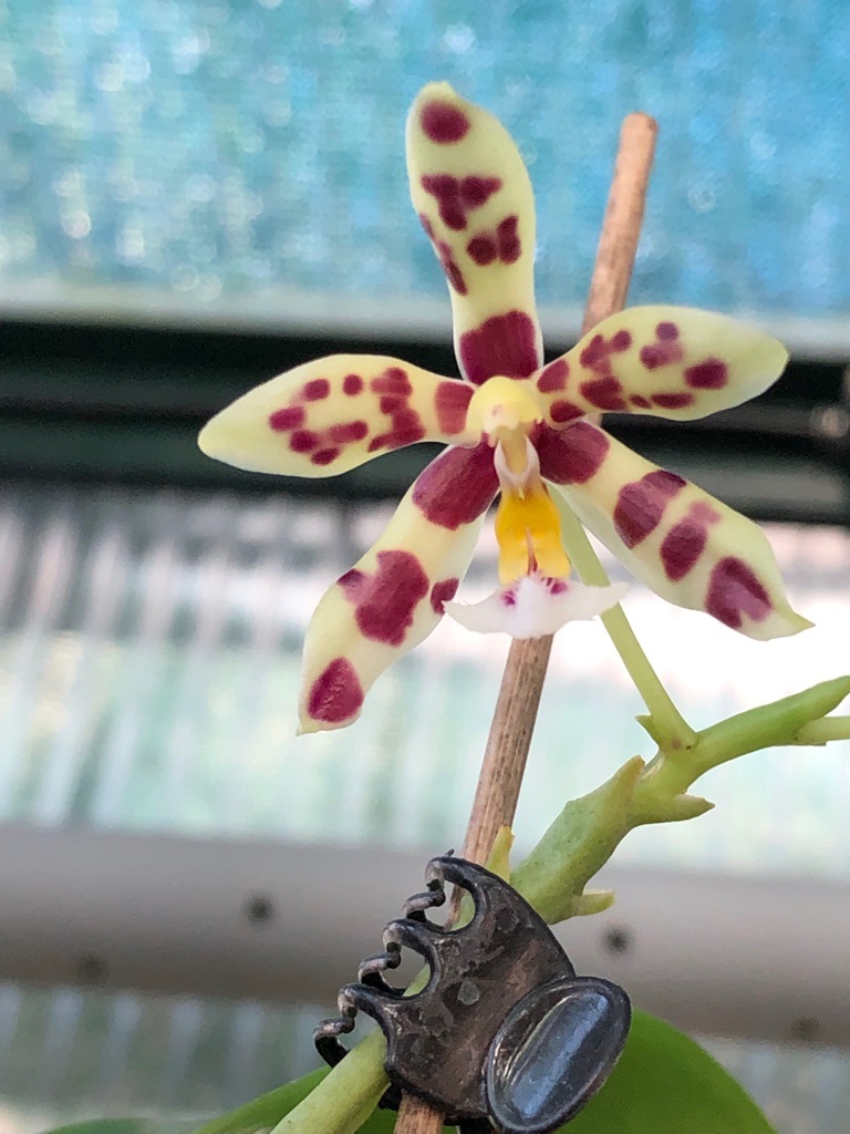 Phalaenopsis Margie Lane (Phal. mannii x Phal. micholitzii) Img_5634