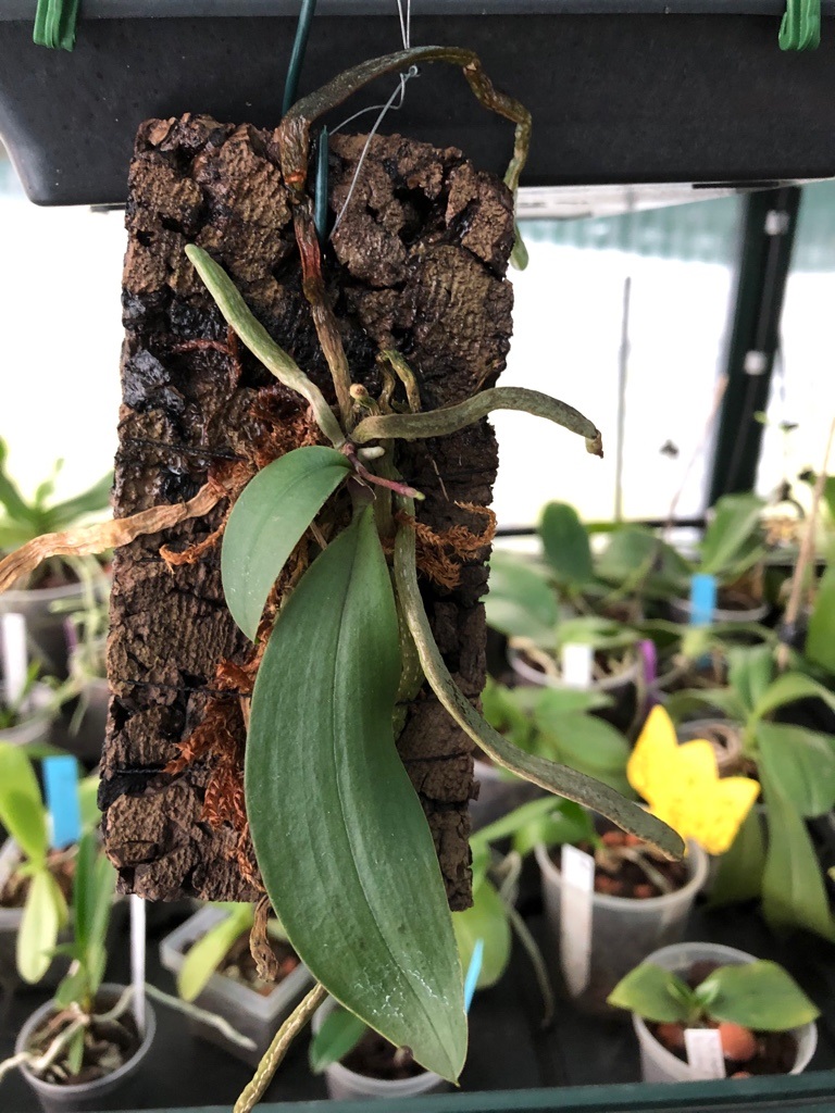 Phalaenopsis braceana x finleyi (Lea Mini) Img_5711