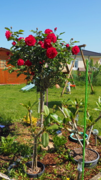 Mon jardin au commencement! - Page 4 P5201212
