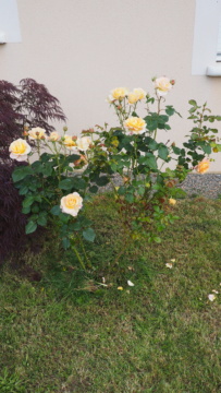 Mon jardin au commencement! - Page 4 P6021310