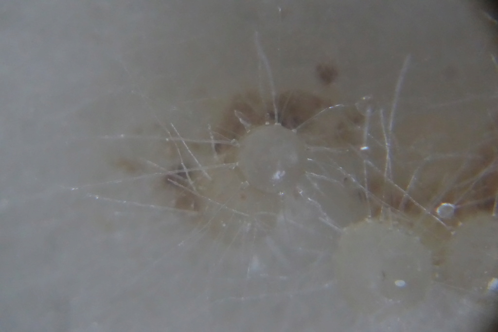 anacamptis laxiflora (semis) Dsc01814