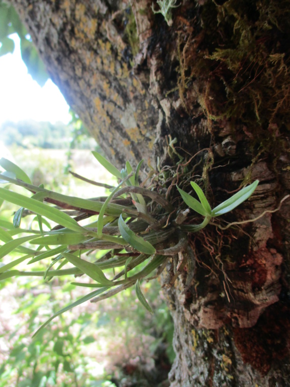 dendrobium moniliforme (+ à venir....) Img_0610