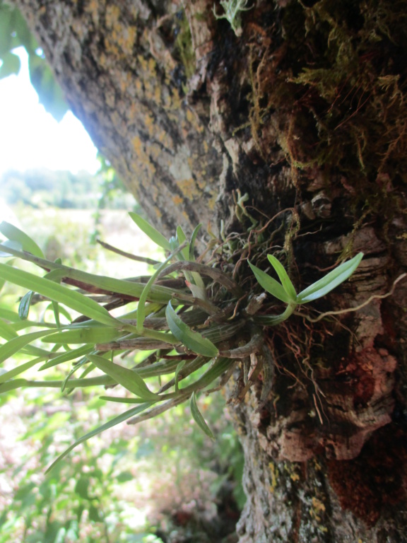Dendrobium moniliforme Img_0626