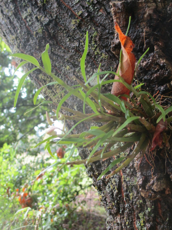 Dendrobium moniliforme - Page 2 Img_1511