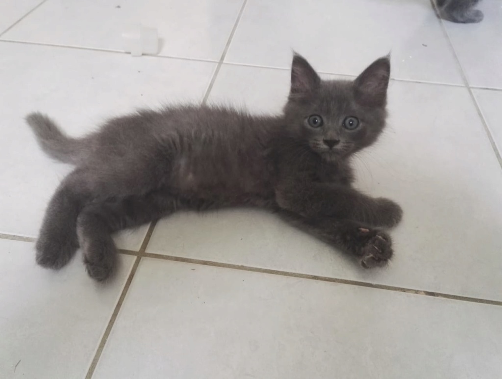 Ohisse, chaton chat de maison gris, né le 01/06/18 Img-2018