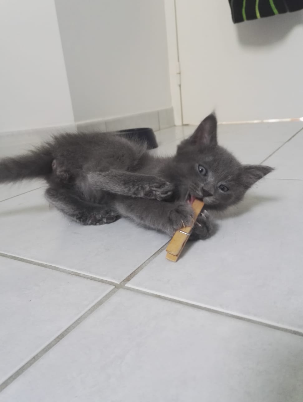 Ohisse, chaton chat de maison gris, né le 01/06/18 Img-2019