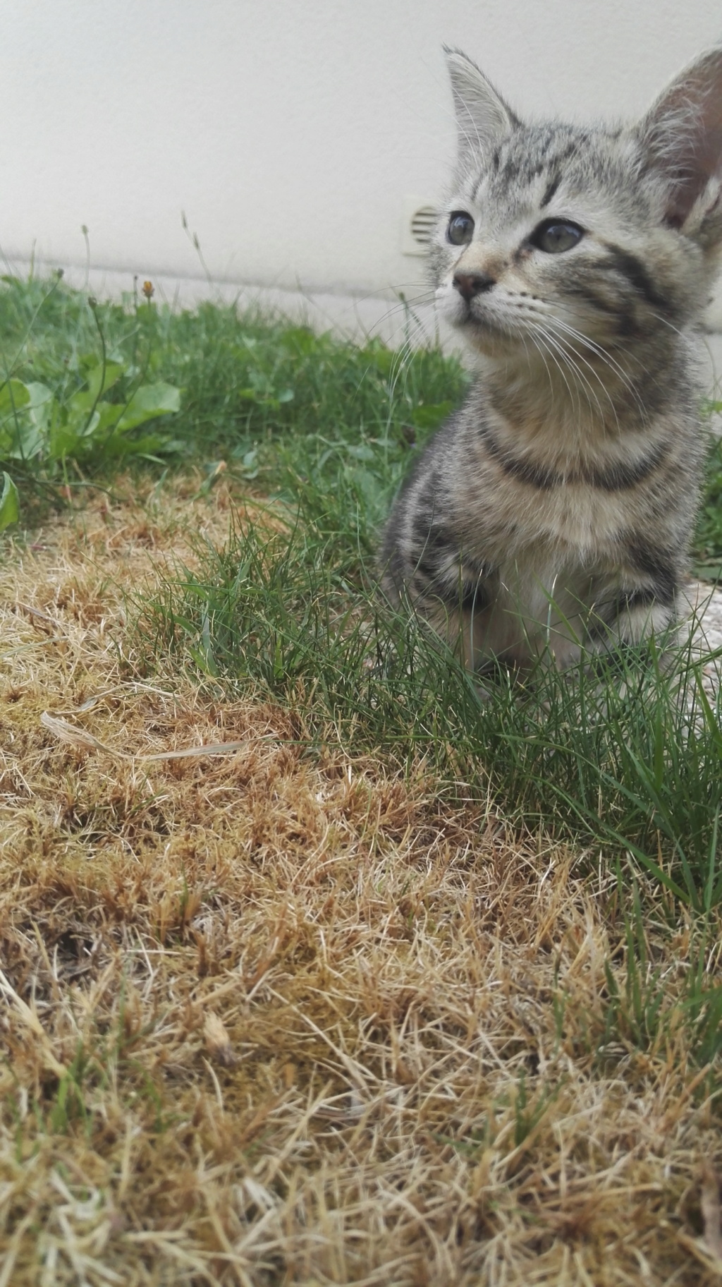 Oleisia chatonne Marron Tabby (née vers le 04/05/18) Img_2019