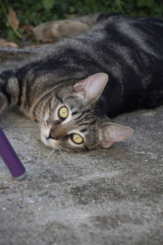 Chat Europeen Tigre Gris Et Blanc