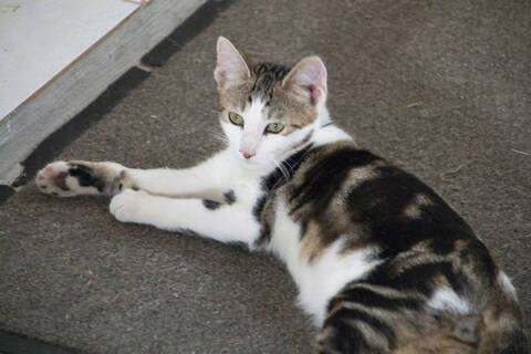Origami Chat Europeen Tigre Et Blanc Nee En 04 18