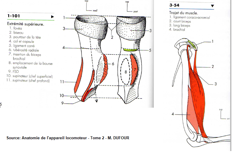 Tendon bicipital du biceps brachial Dufour10