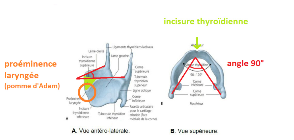 incisure thyroïdienne  Larynx10