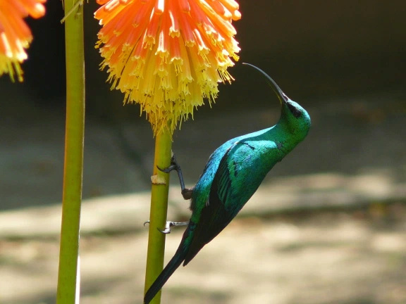   Malachite Sunbird