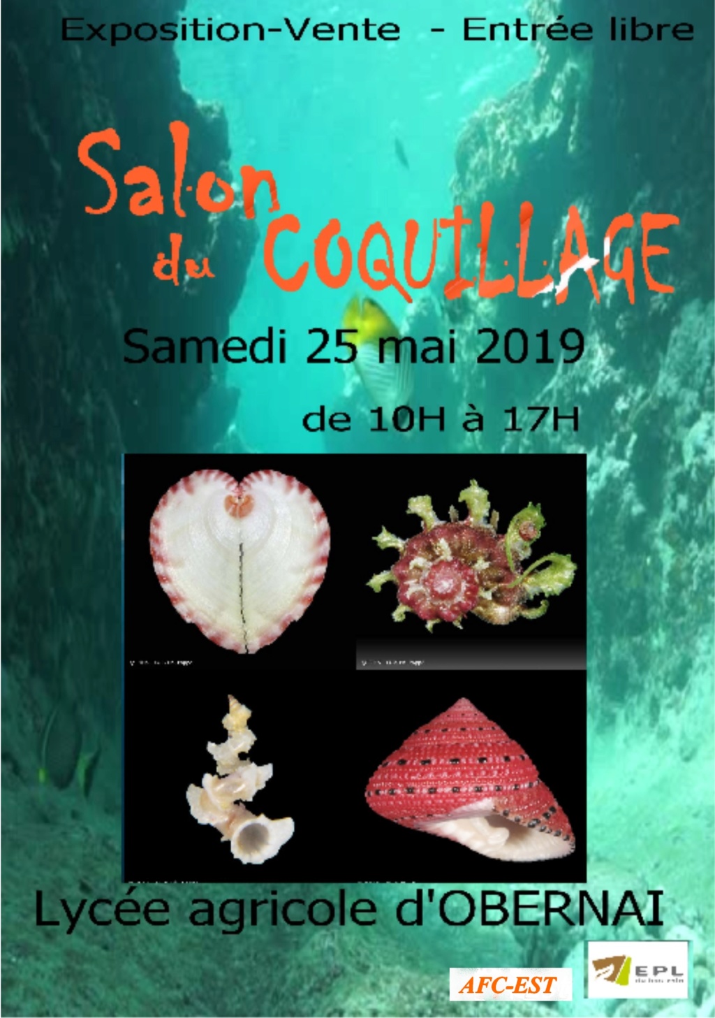 Exposition coquillages Salond10