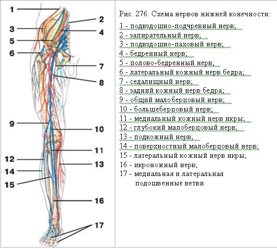 Нервы ноги