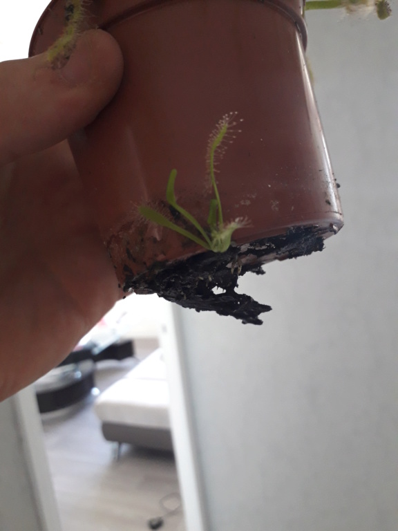 Une drosera qui pousse sous le pot ! 20190715