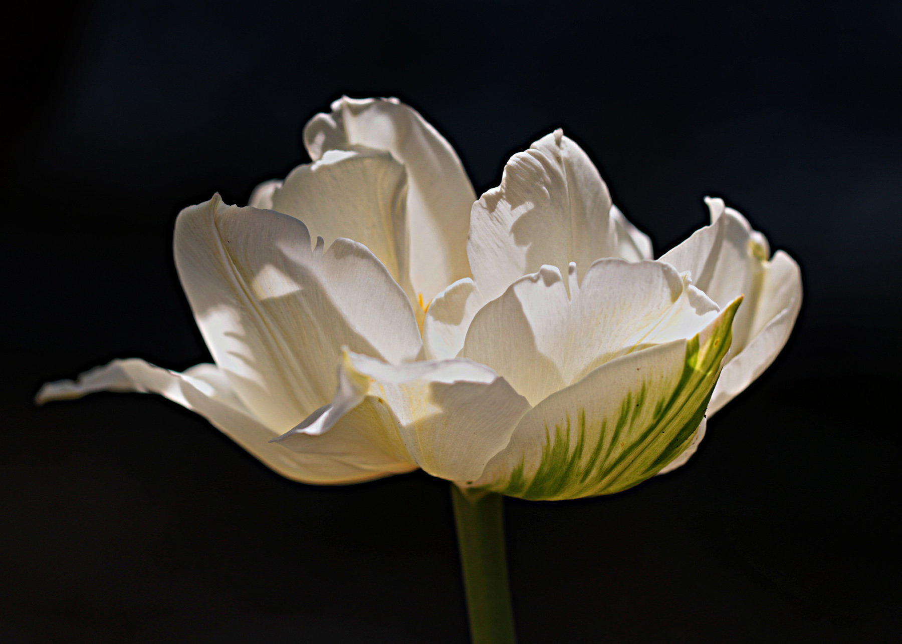 [Flore]  ☞ Tulipe Img_3510