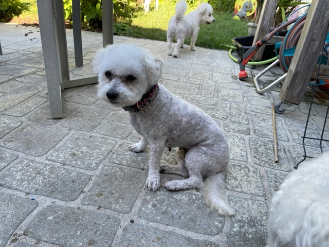 une petite bichon frisée de 8 ans qui porte bien son nom : JOLIE Img_9011