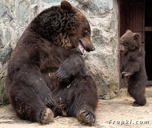 Bébé ours est réprimandé  Att00013