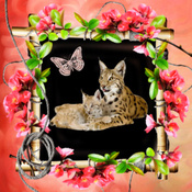 créer un forum : nova 2 le coeur de margot Lynx1010
