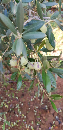 Aceitunas caídas (Badajoz) 20181110