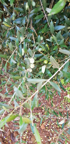 Aceitunas caídas (Badajoz) 20181112