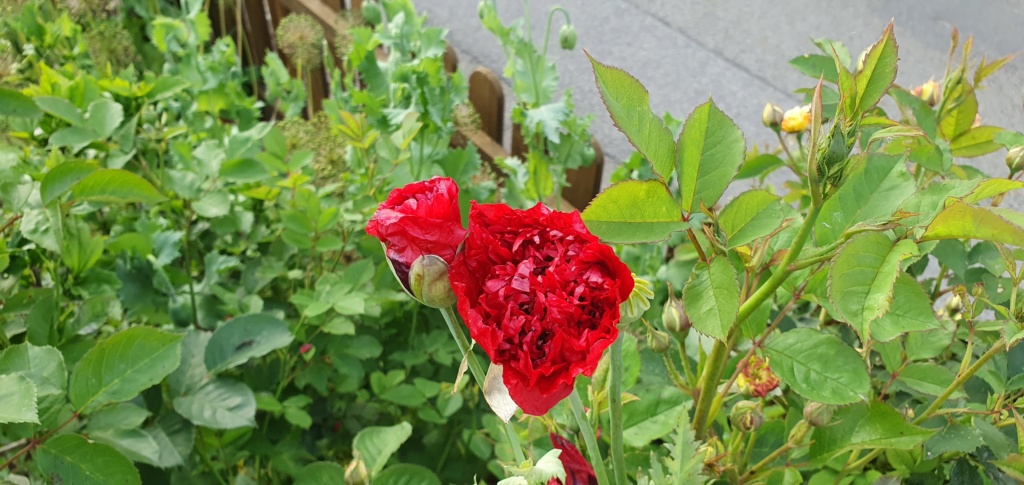 Mohn - Mohngewächse - Papaveraceae - Seite 7 20200714