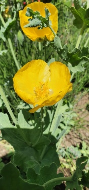 Mohn - Mohngewächse - Papaveraceae - Seite 7 20200898