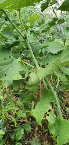 Aussaat - Aristolochia - Aussaat, Pflege, Vermehrung, Erfahrung in Kultur - Seite 5 20200989