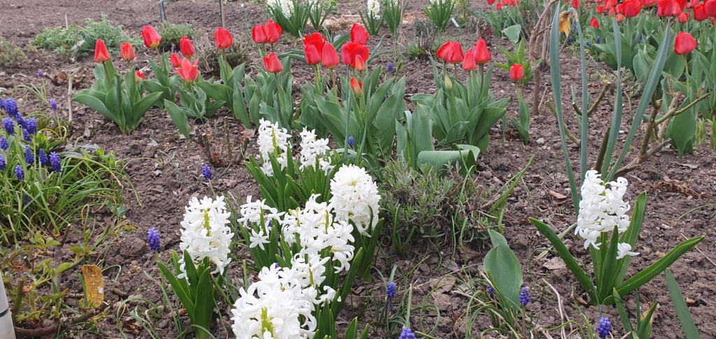 Erste Frühlingsboten im Garten und in Wald und Flur, Teil 2 - Seite 9 20210198