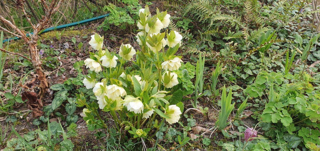 Erste Frühlingsboten im Garten und in Wald und Flur, Teil 2 - Seite 9 20210205