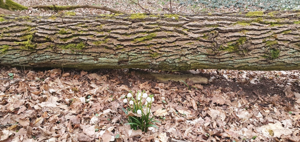 Erste Frühlingsboten im Garten und in Wald und Flur, Teil 2 - Seite 6 20210330