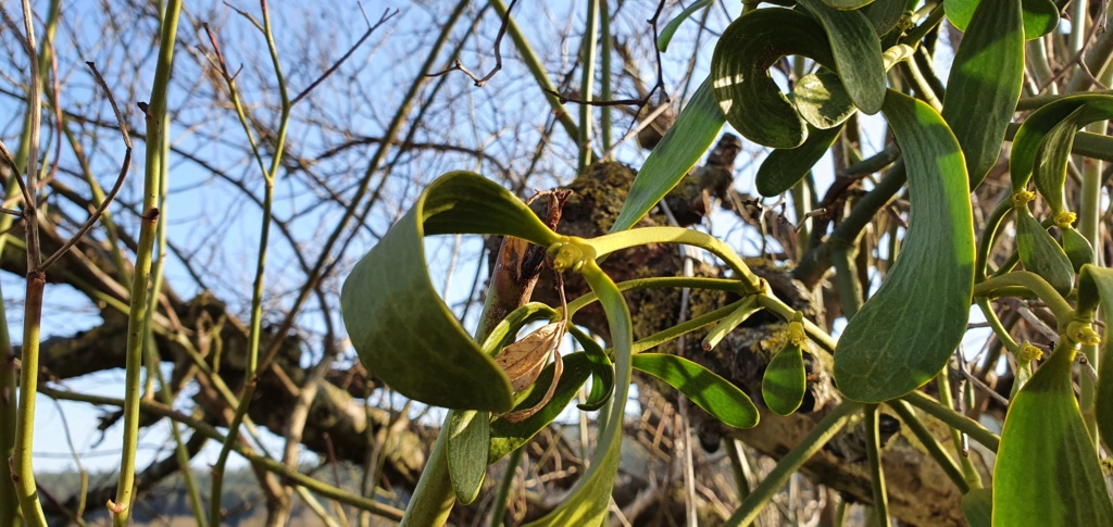 Erste Frühlingsboten im Garten und in Wald und Flur, Teil 2 - Seite 8 20210455