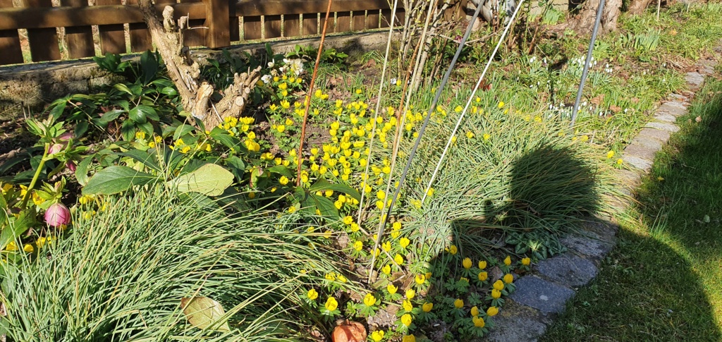 Erste Frühlingsboten im Garten und in Wald und Flur, Teil 2 - Seite 13 20220242