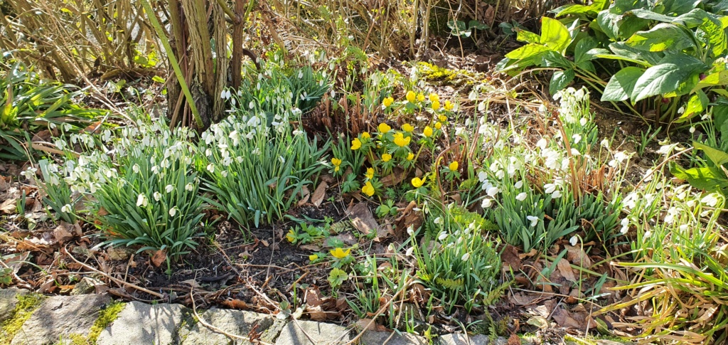 Erste Frühlingsboten im Garten und in Wald und Flur, Teil 2 - Seite 13 20220244