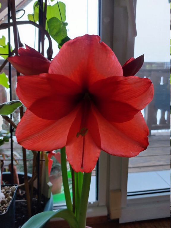Amaryllisgewächse Amaryllidaceae (Hippeastrum, Clivia, Nerine
