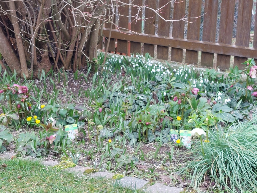 Erste Frühlingsboten im Garten und in Wald und Flur, Teil 2 - Seite 26 20230225