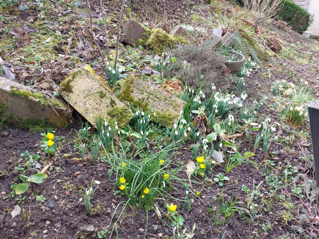 Erste Frühlingsboten im Garten und in Wald und Flur, Teil 2 - Seite 26 20230234