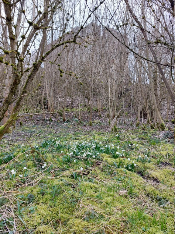 Erste Frhlingsboten Im Garten Und In Wald Und Flur, Teil 2 - Seite 28