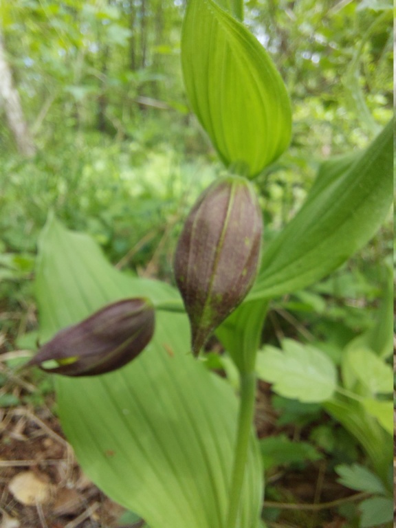 teil - Orchideen 2022 - 202X Teil 4 - Seite 15 20230565