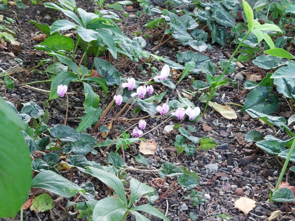 Cyclamen - Seite 28 20231167