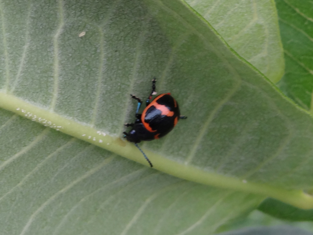 connaissez-vous cet insecte??? Dsc00912